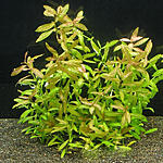 Hygrophila "polysperma".  ""  
 
 15(1) - 2.00.