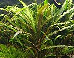 Cryptocoryne ''Spiralis''.  ''C'' 
 
.  15-20. (5-6 ) - 30.