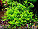 Hemianthus "micranthemoides".  "" 
 
 15.   10-15. - 17.