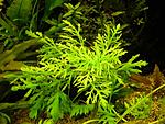 Hygrophila "difformis".  ("") 
 
  10(1) - 8. 
 10  (1) - 10-12.
