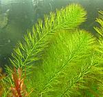 Myriophyllum "aquaticum".     .  
 
 15-20.(1) - 4.