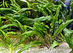 Cryptocoryne ''Wendtii'' (Green)  ''''() 
 
.  - 7-10 - 12.