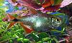 Tetragonopterus argentatus