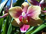  Phalaenopsis Little Lady