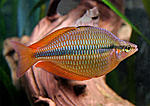   (Melanotaenia trifasciata)