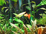 Guppy 4