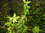 Pogostemon stellatus Narrow Leaf