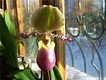 Paphiopedilum liemianum