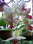 Palaenopsis Canary ( )