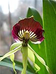 Enc.Cochleata
