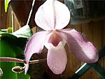 Paphiopedilum