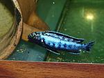 Blue auratos