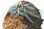 phormictopus antilllensis l5