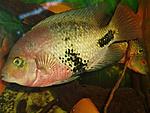 Vieja maculicauda