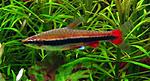 Nannostomus beckfordi M