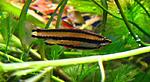 Nannostomus marginatus