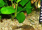 Colomesus asellus 2