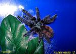 A.versicolor L7   10- 06 -10