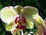 Palaenopsis Canary ( )