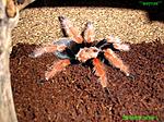 Brachypelma boehmei L7.