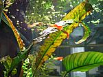 Guppy 2