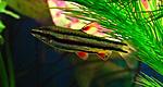 Nannostomus marginatus