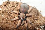 brachypelma boehmei l5