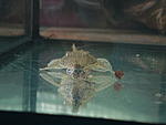  (Hemiodontictichthys acipenserius)