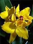  Slc. Little Fairy 'Genie'