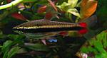 Nannostomus beckfordi F