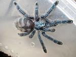 Avicularia versicolor L6