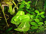 singonium 2