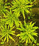Pogostemon Helferi