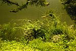   (Eleocharis vivipara)