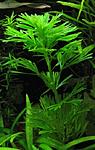 Cabomba aquatica