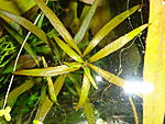    / Ludwigia arcuata