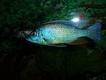 Protomelas spilonotus 'Mara Rocks'