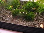 IMG 0037