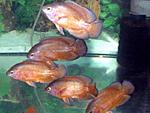 RedOskar