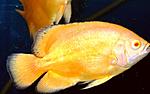 RedAlbino 3 