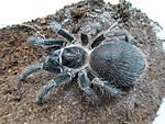 phormiktopus antillensis L6