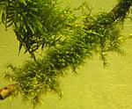 Fissidens fontanus