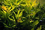 Hygrophila corymbosa