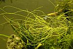   (Eleocharis vivipara)