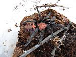 cyciosternum fasciatum