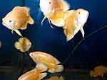RedAlbino 3 