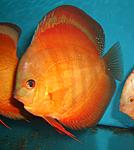 San Merah