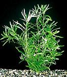 zosterifolia2