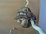 Boa constrictor