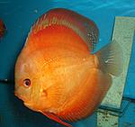 San Merah